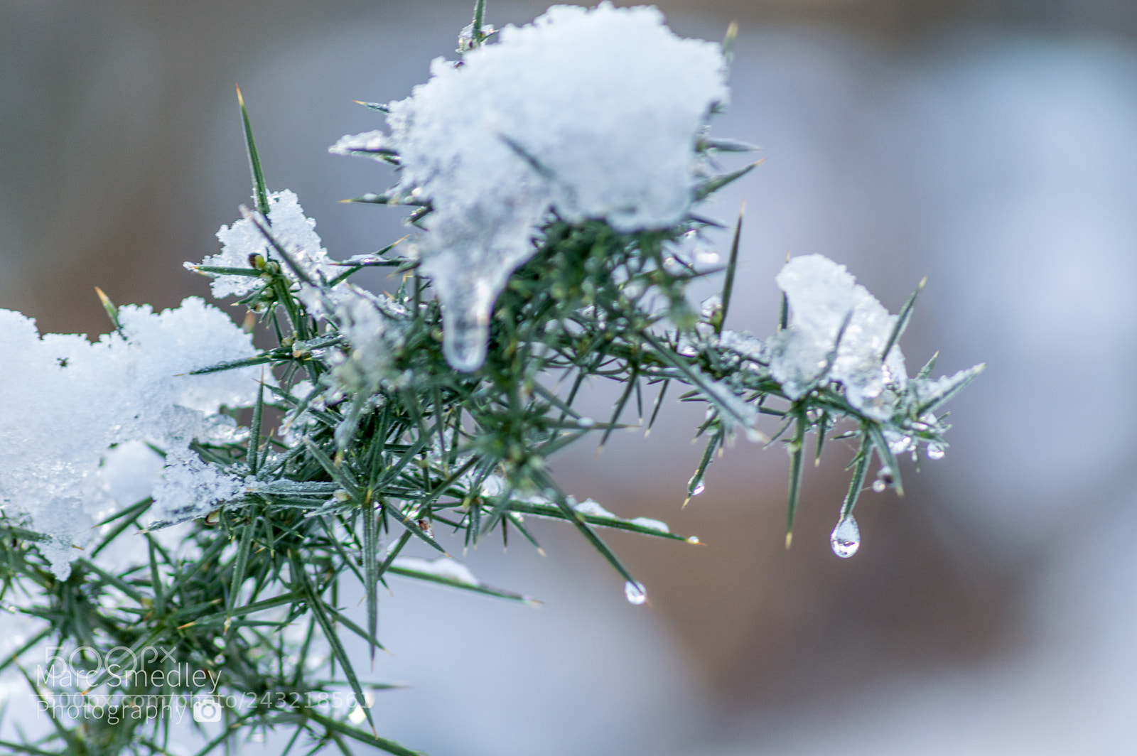 Nikon D3200 sample photo. Frost bite photography