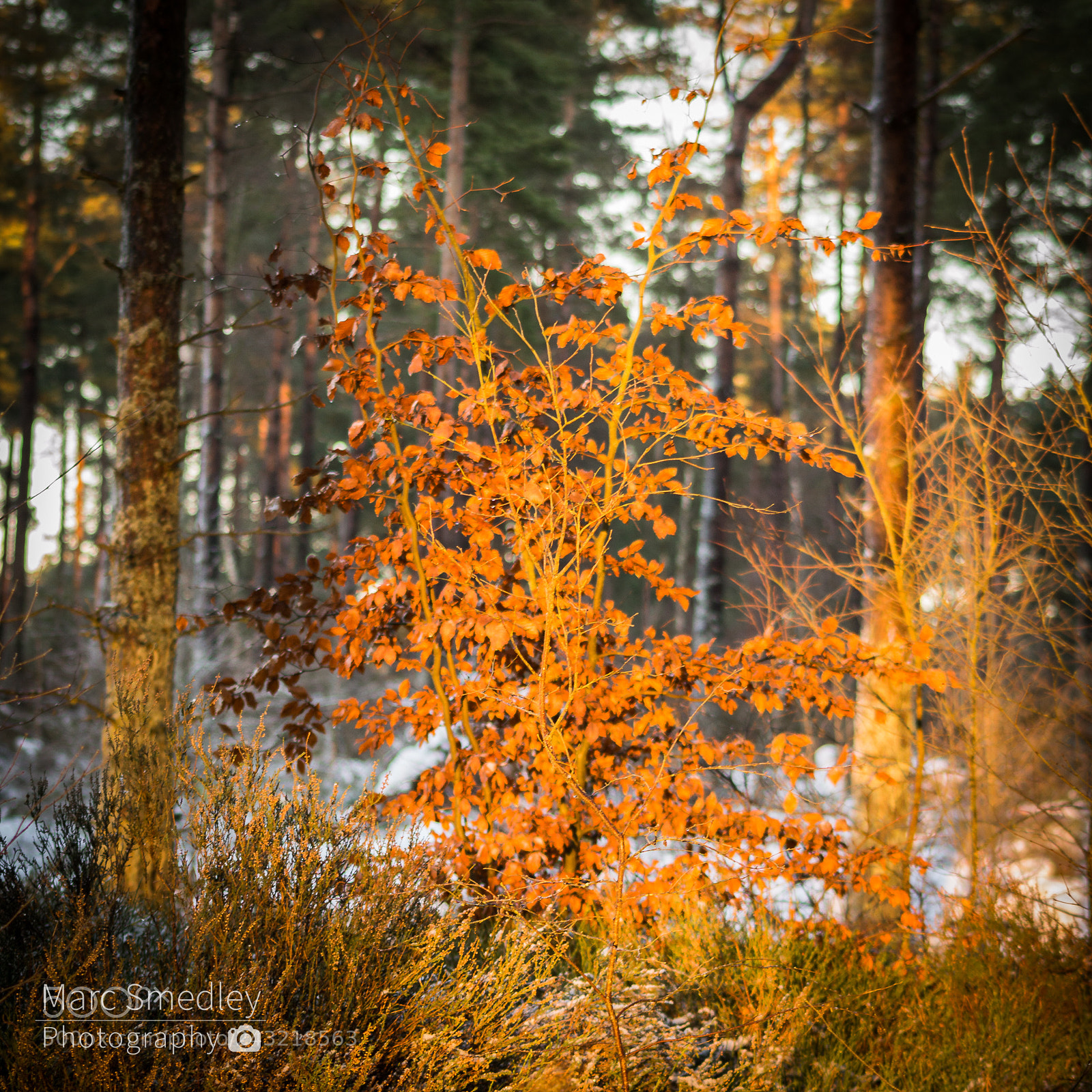 Nikon D3200 sample photo. Winter light photography