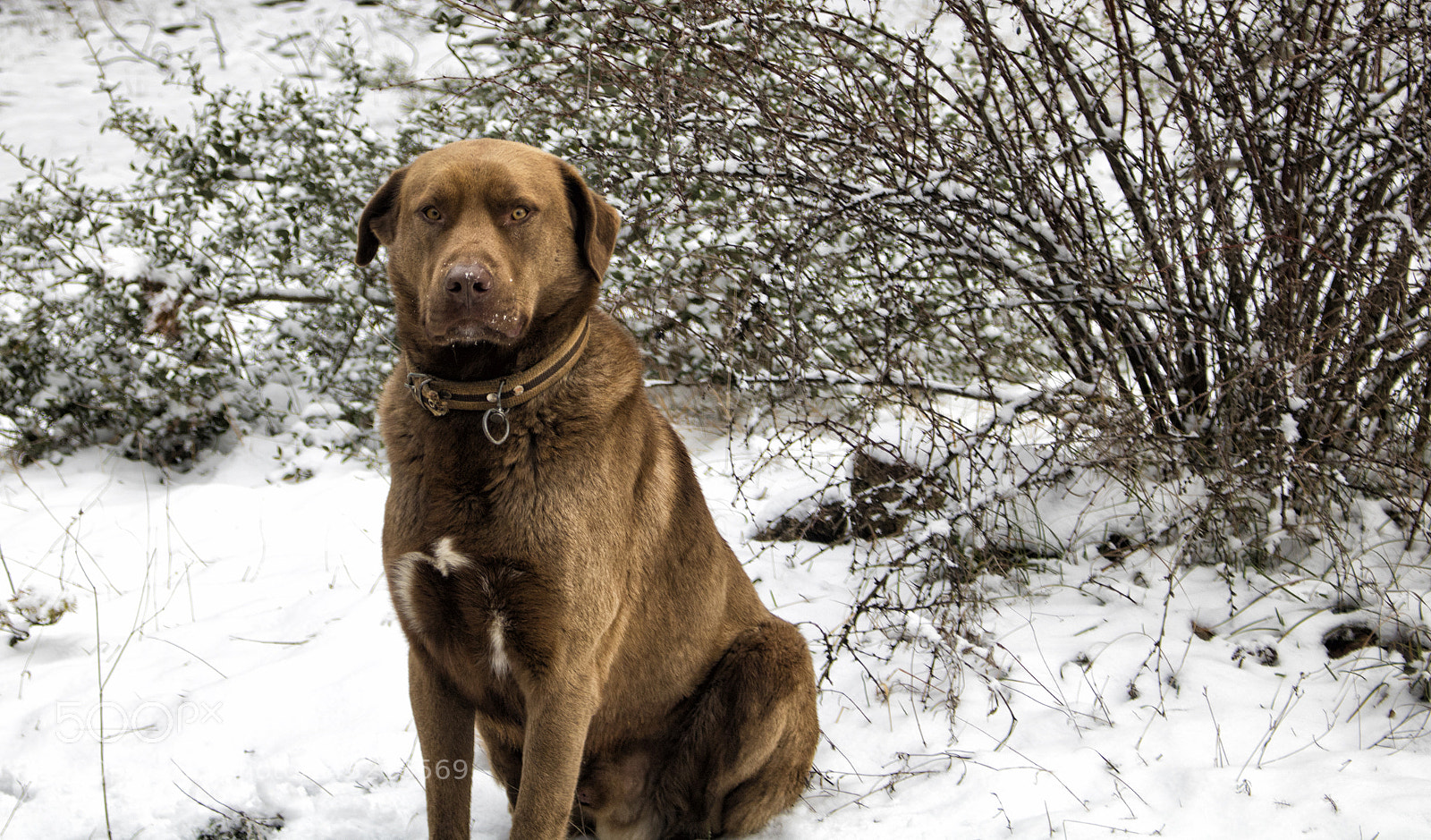 Canon EOS 760D (EOS Rebel T6s / EOS 8000D) sample photo. Bekci köpegi photography