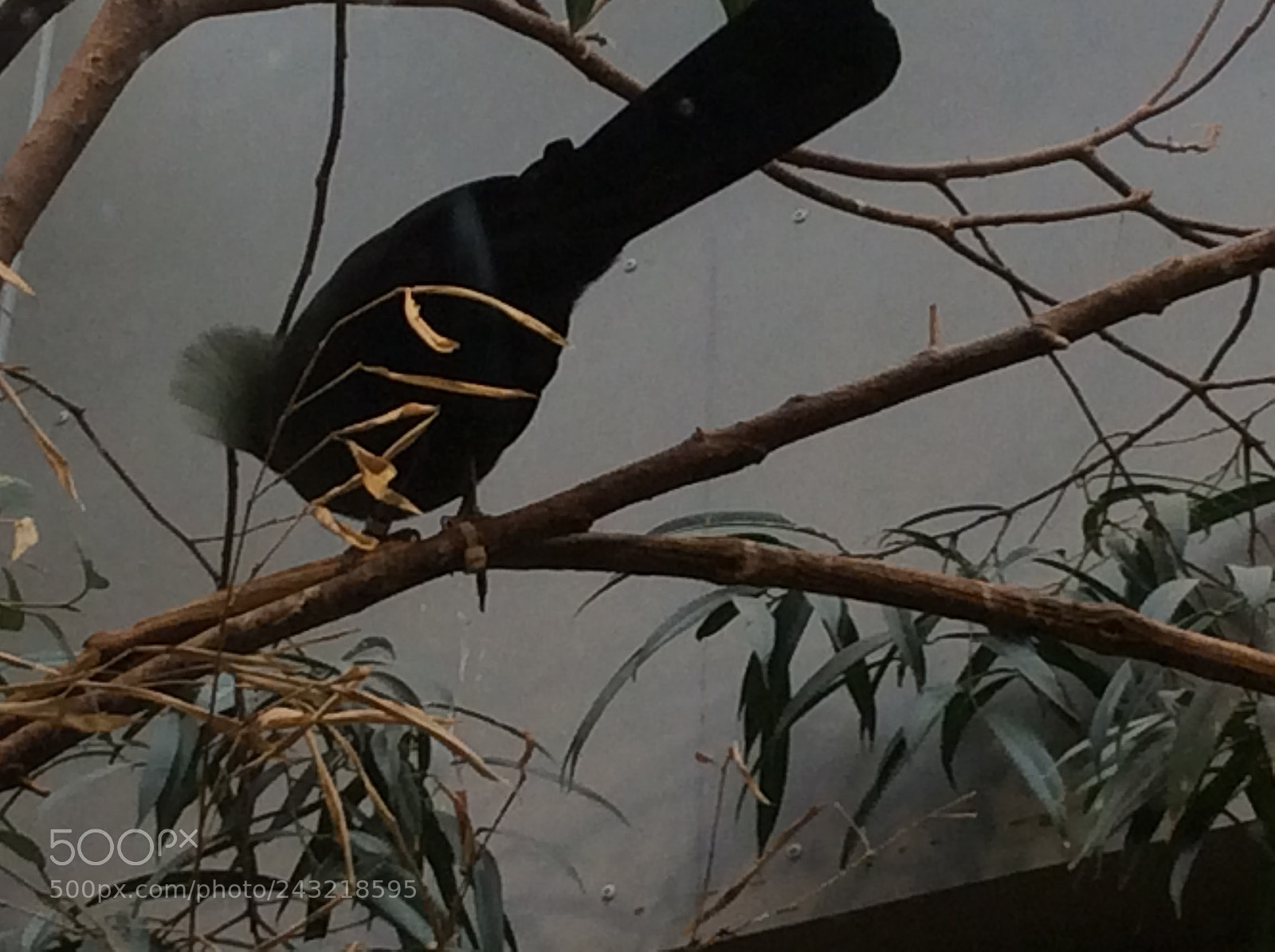 Apple iPad Air sample photo. Birds photography