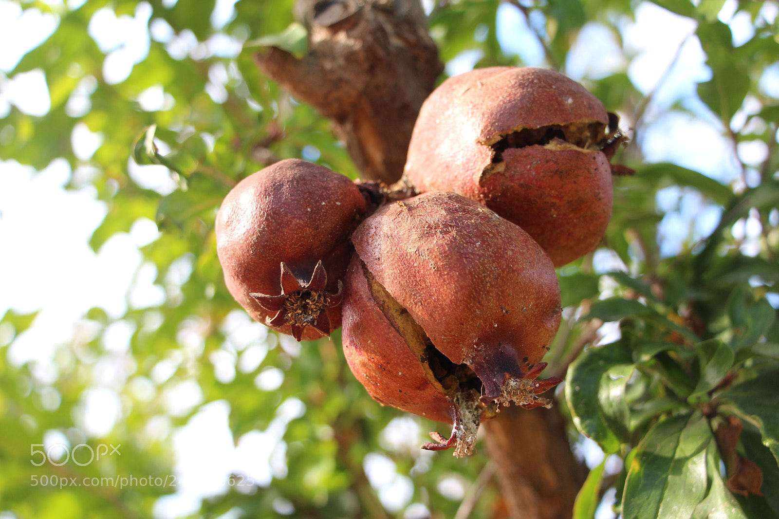 Canon EOS 650D (EOS Rebel T4i / EOS Kiss X6i) sample photo. Three pomegranate photography
