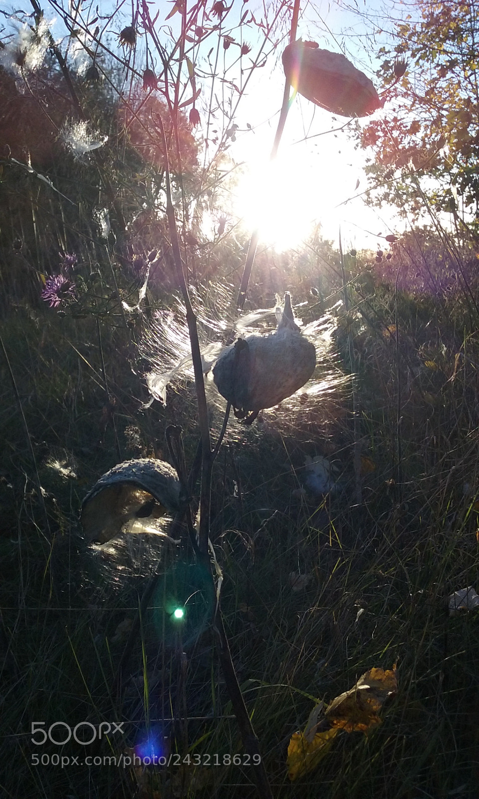 Samsung Galaxy Core Prime sample photo. Sunny days photography