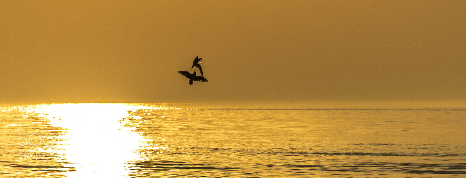 Nikon D810 sample photo. Seagulls fighting for the photography