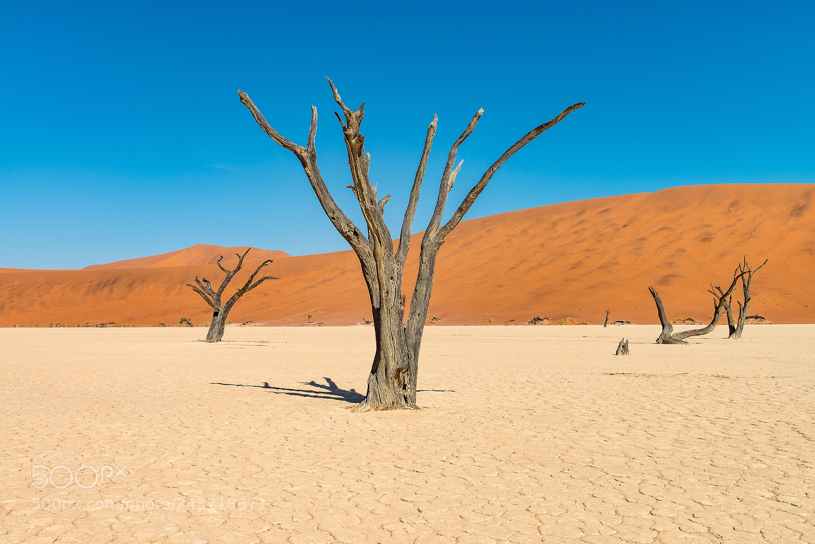 Nikon D800 sample photo. Deadvlei photography