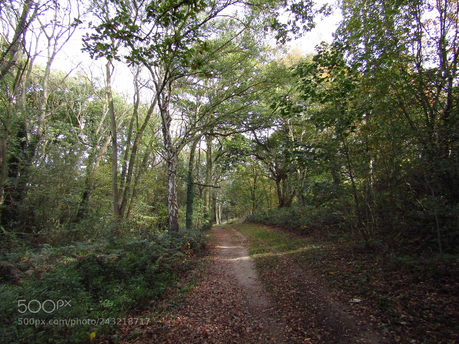 Canon PowerShot SX410 IS sample photo. Thundersley glen, essex photography