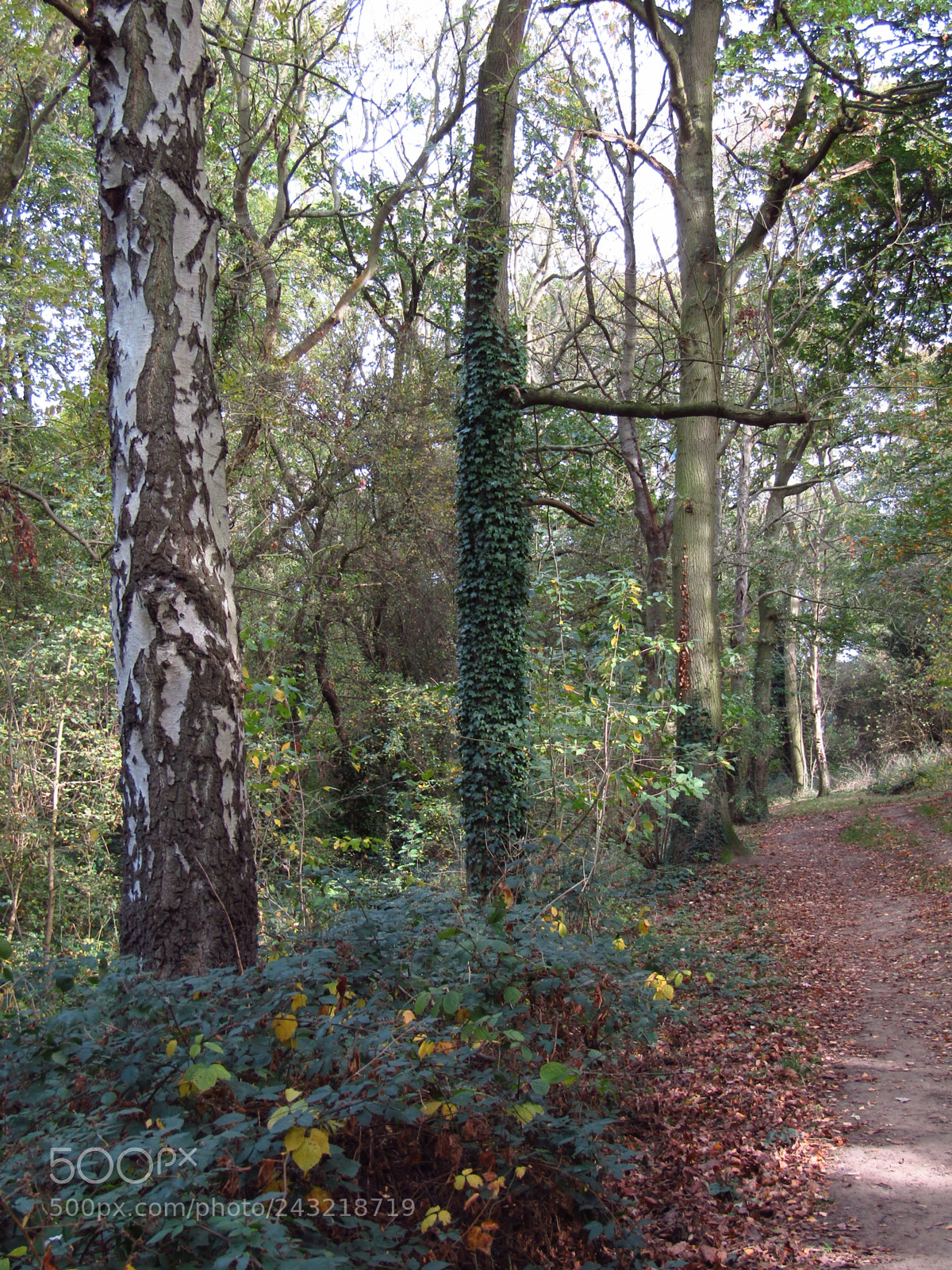 Canon PowerShot SX410 IS sample photo. Thundersley glen, essex photography
