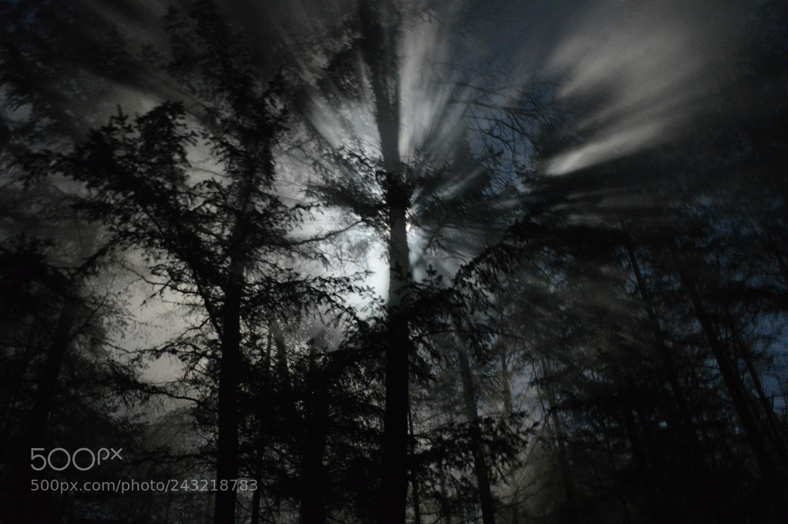 Nikon D3200 sample photo. Moonlit forest photography