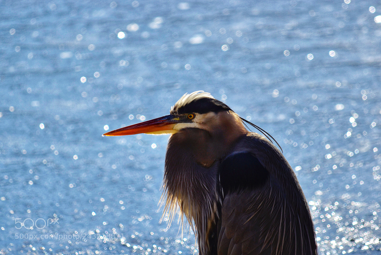 Nikon D7200 sample photo. Great blue heron on photography