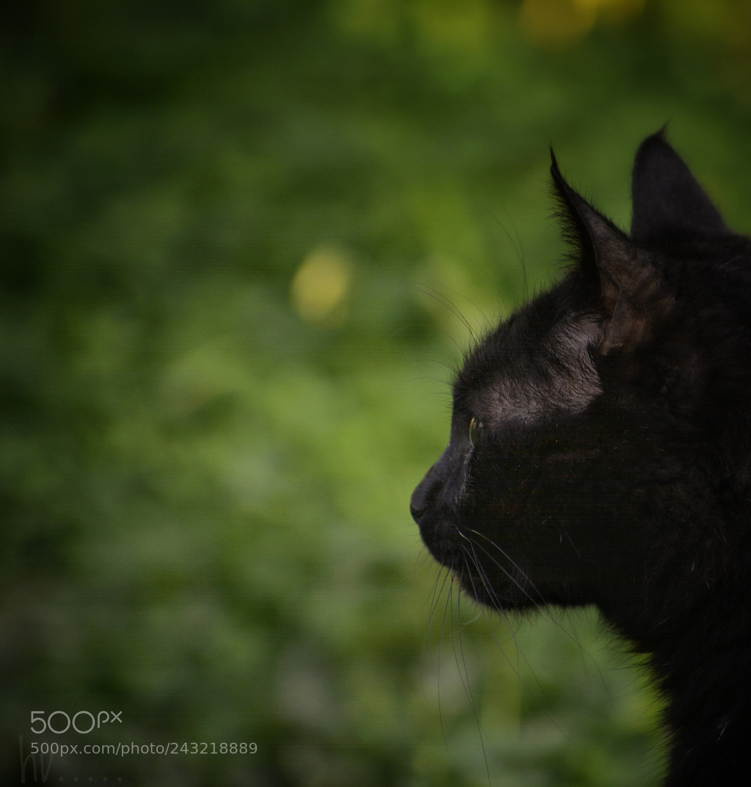 Nikon D7100 sample photo. The look photography