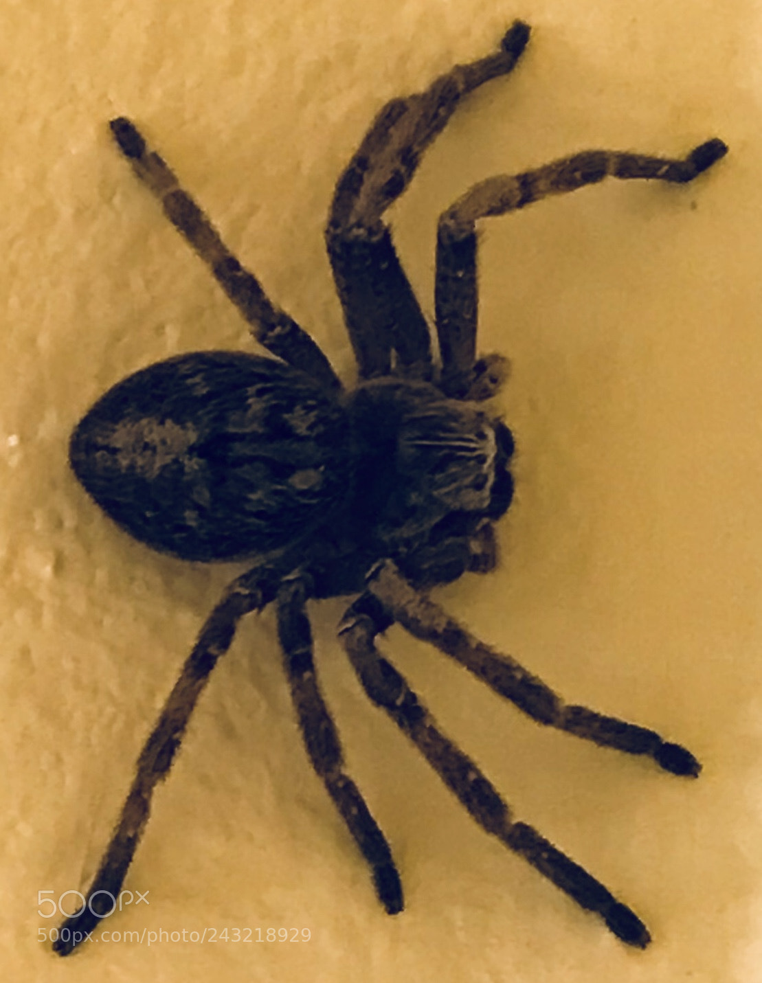 Apple iPhone 7 Plus sample photo. Wolf spider photography