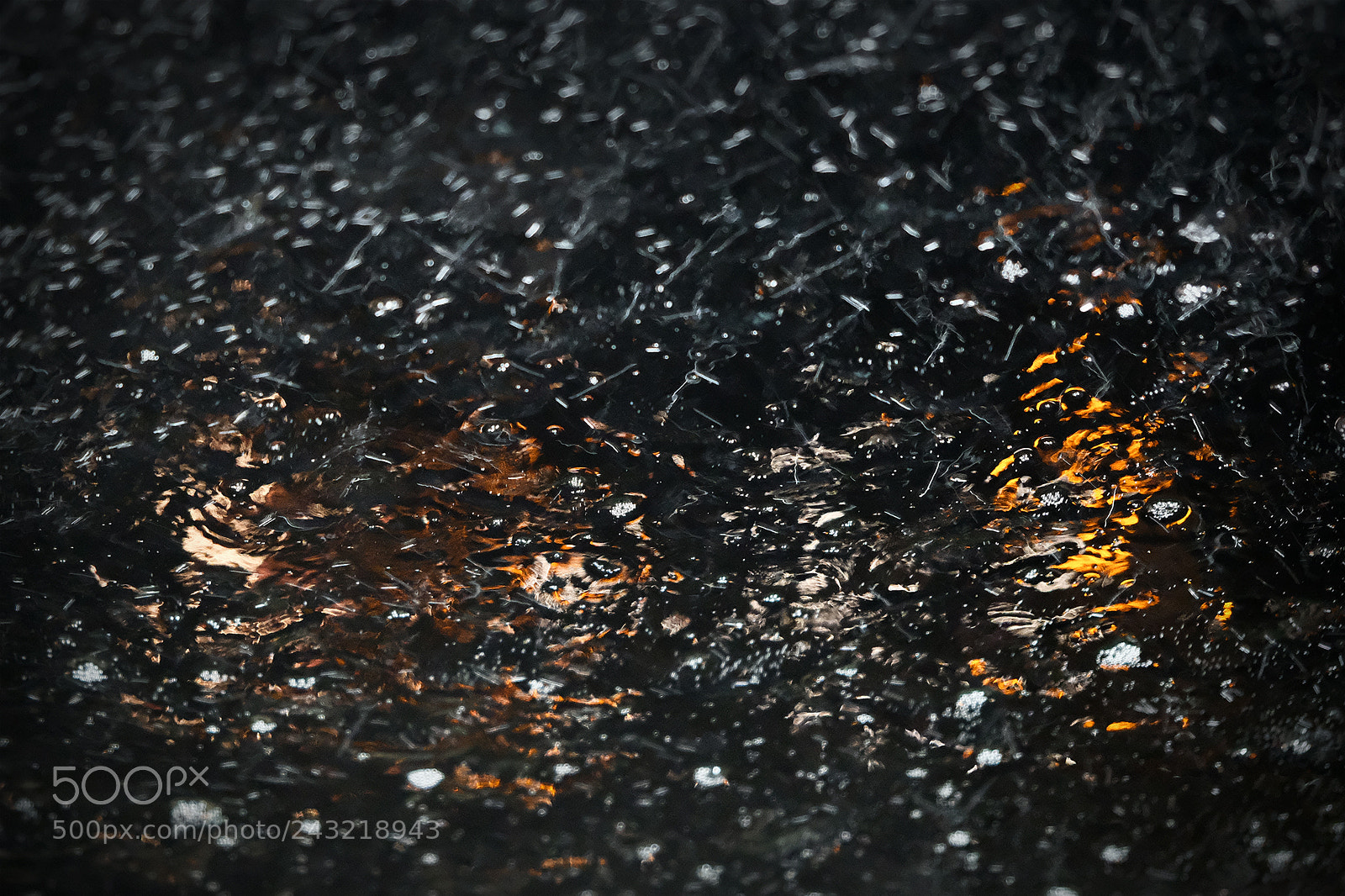 Fujifilm X-T2 sample photo. Easy tiger photography