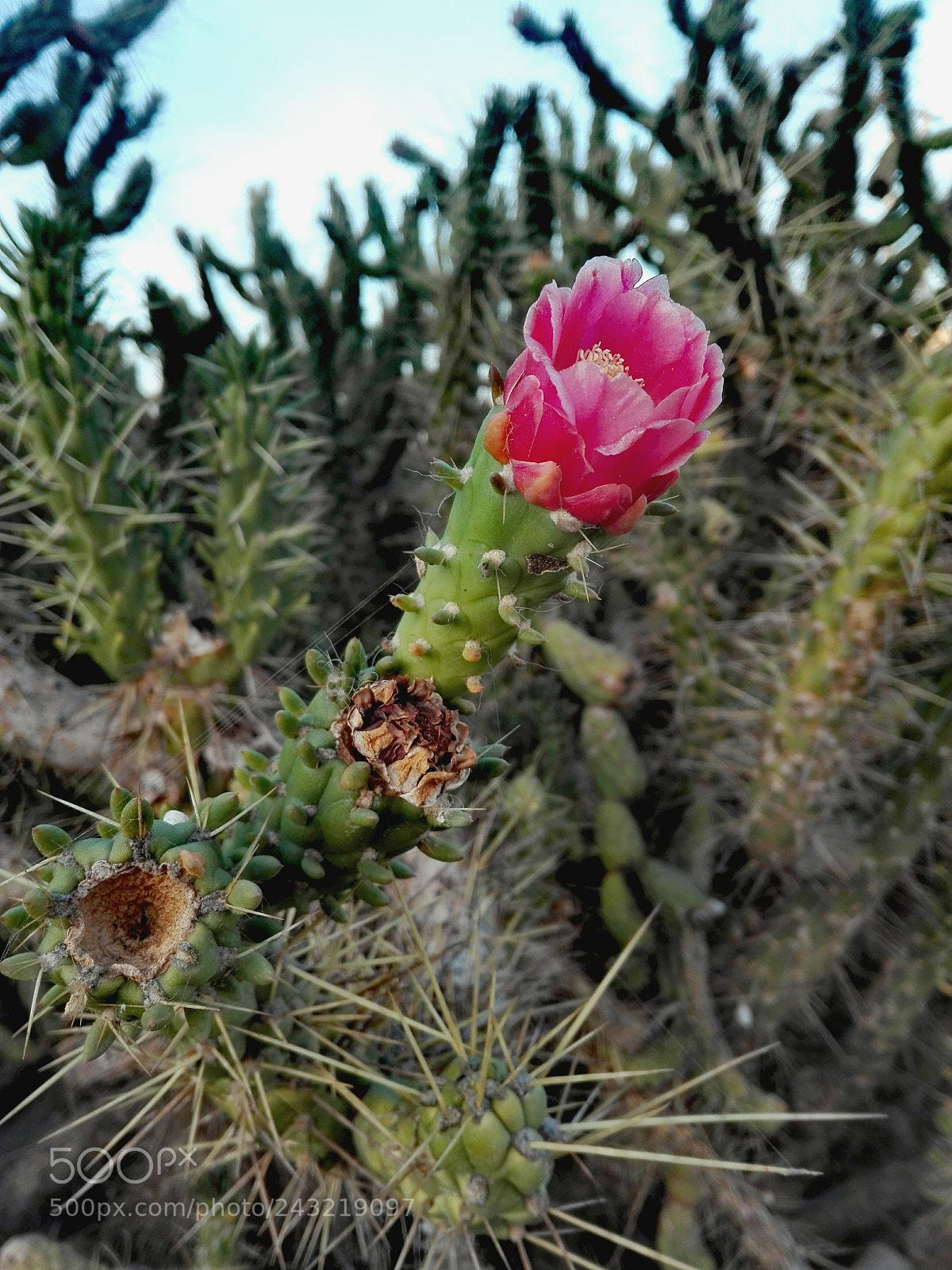 HUAWEI P8 Lite sample photo. Cactus flower photography