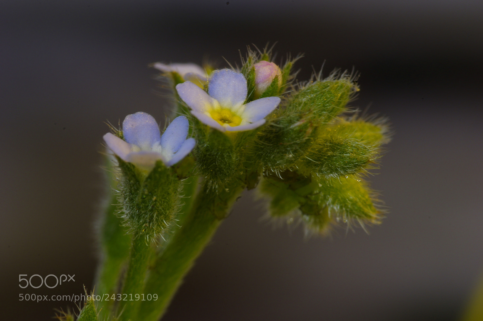Pentax K-3 sample photo. Micro... photography