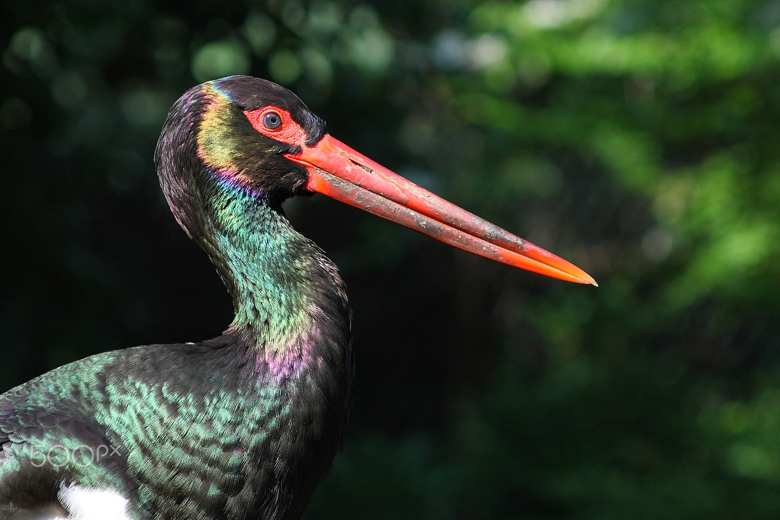 Canon EOS 40D sample photo. Black stork photography