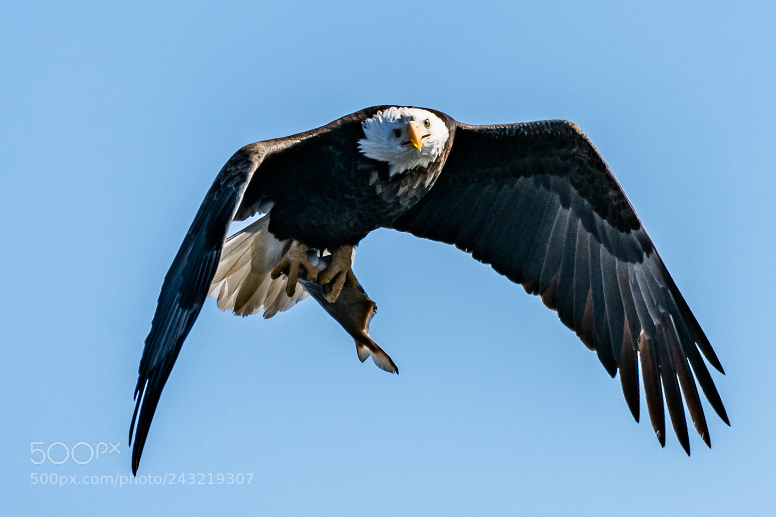Nikon D850 sample photo. Fish of the day photography