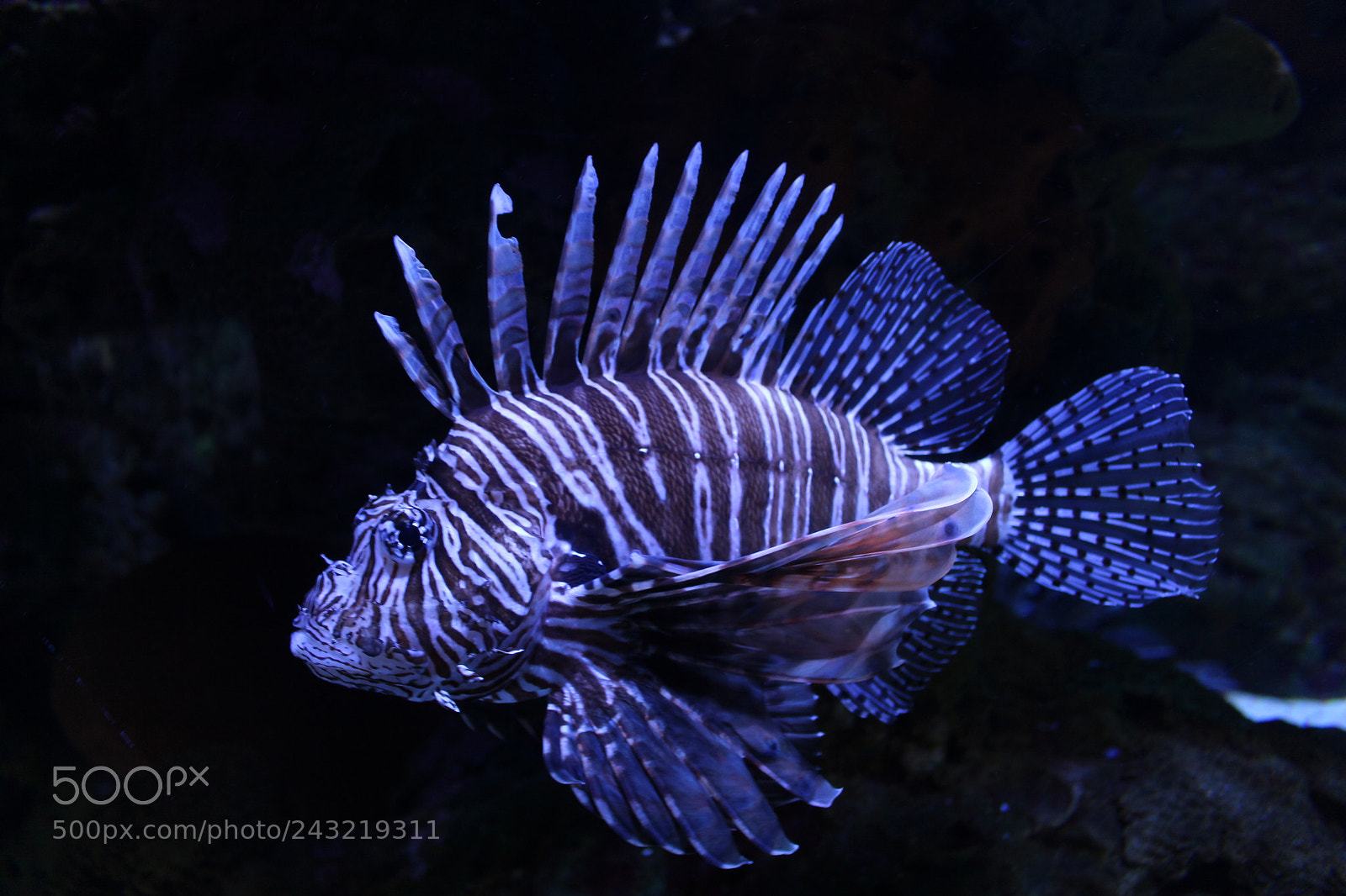 Canon EOS 700D (EOS Rebel T5i / EOS Kiss X7i) sample photo. The fish with the photography