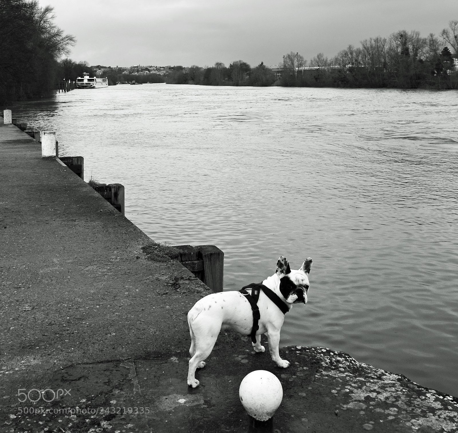 Nikon D7100 sample photo. Boule ... dogue ! photography