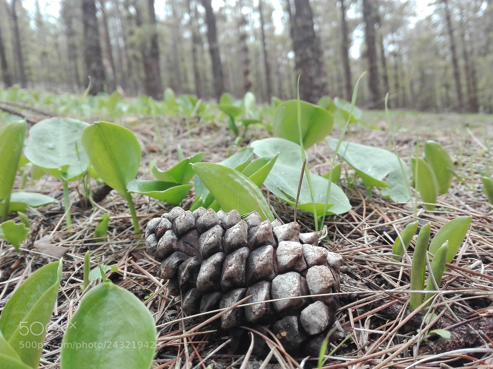 HUAWEI P8 Lite sample photo. Plants photography
