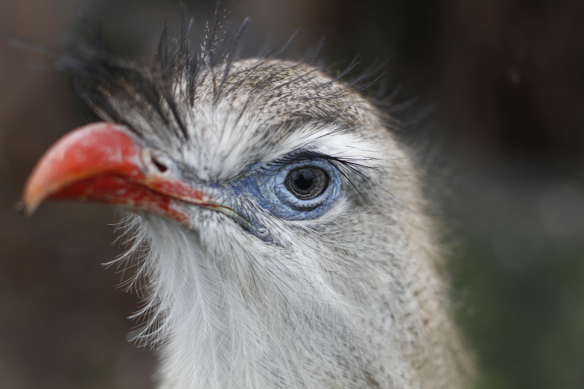 Canon EOS 7D + Canon EF 50mm F1.4 USM sample photo. In copenhagen zoo photography