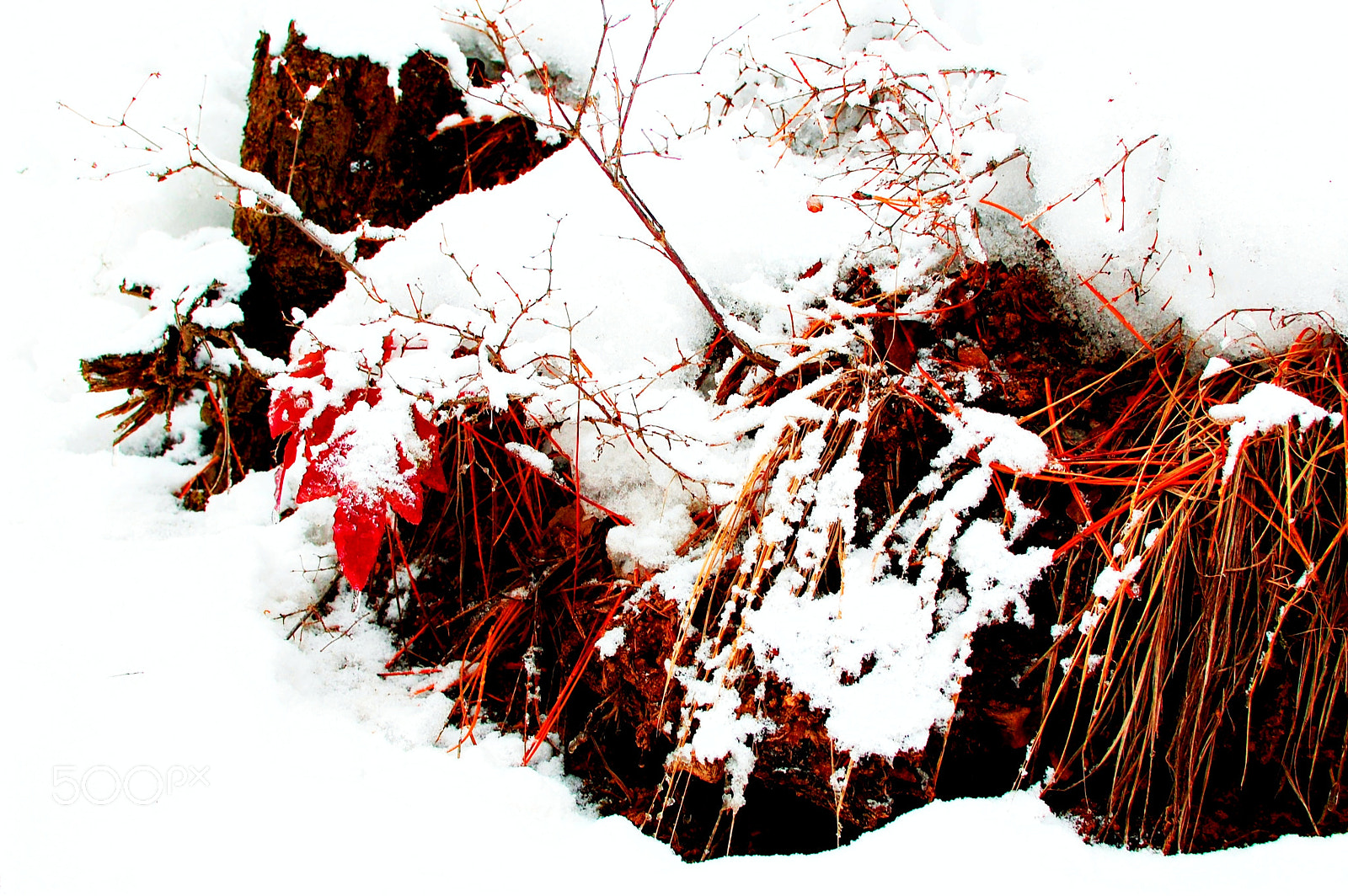 Nikon D40 sample photo. Spring peeking photography