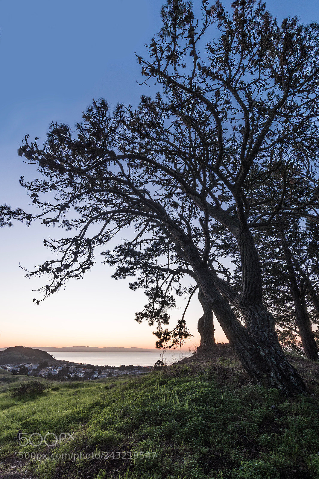 Nikon D500 sample photo. Tree at dawn. photography