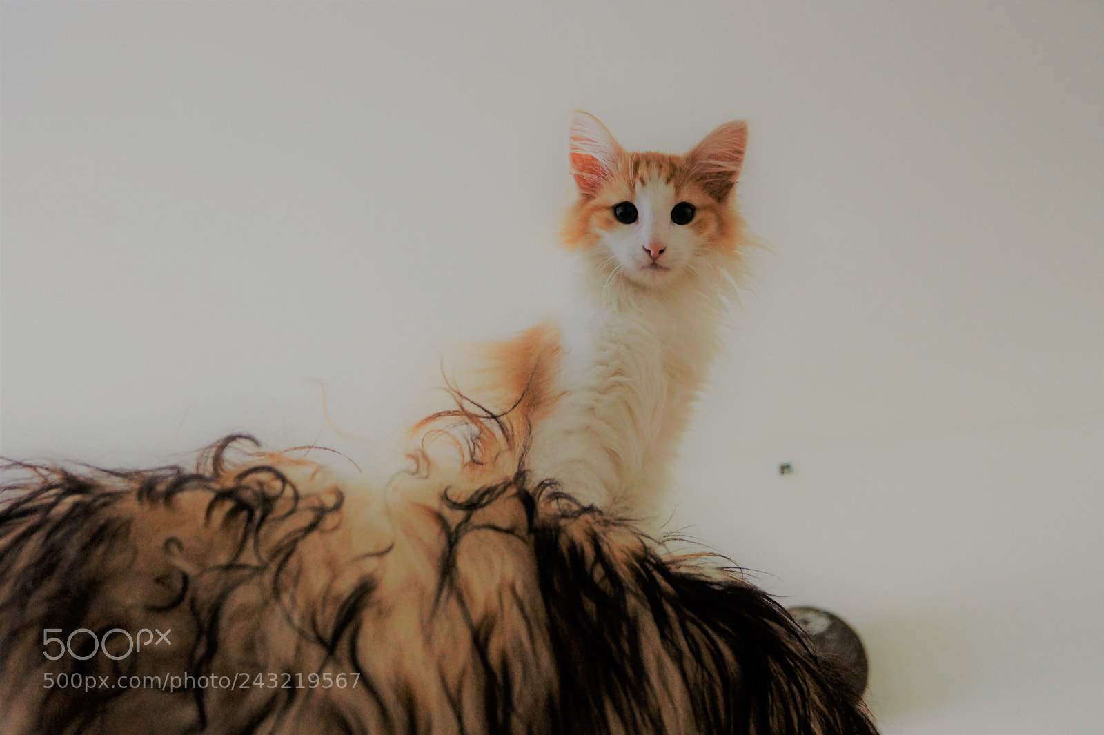 Sony SLT-A65 (SLT-A65V) sample photo. Kitty #1 photography