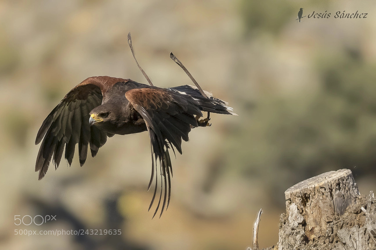Canon EOS 7D Mark II sample photo. Guila de harris parabuteo photography