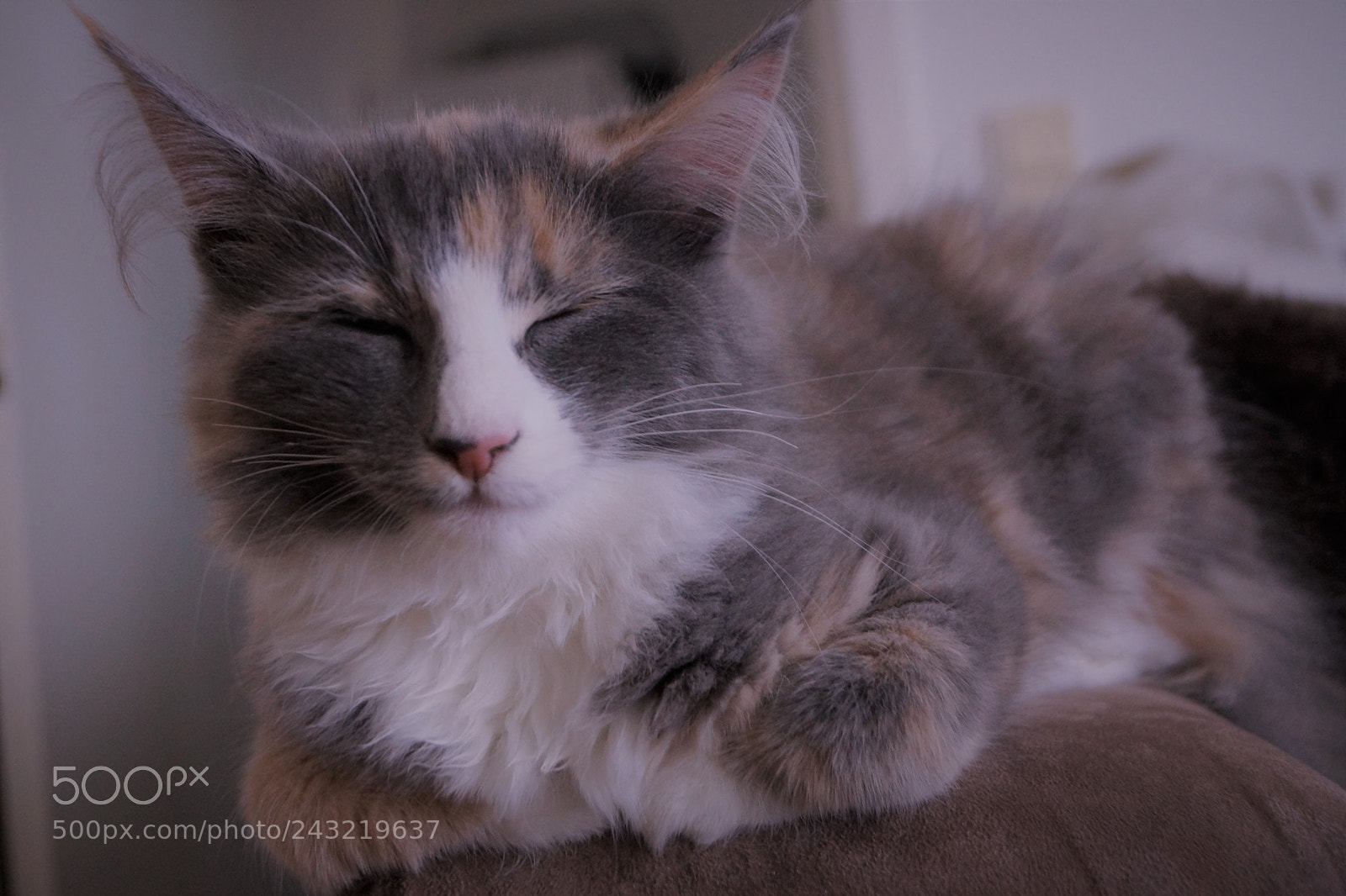 Sony SLT-A65 (SLT-A65V) sample photo. Kitty #2 photography