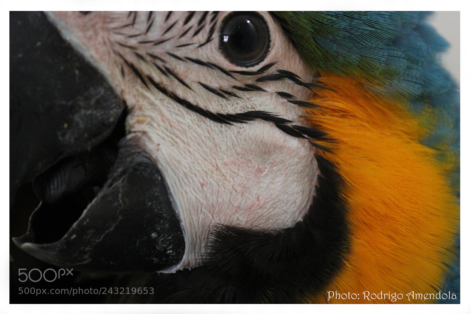 Canon EOS 600D (Rebel EOS T3i / EOS Kiss X5) sample photo. Birds of brazil photography