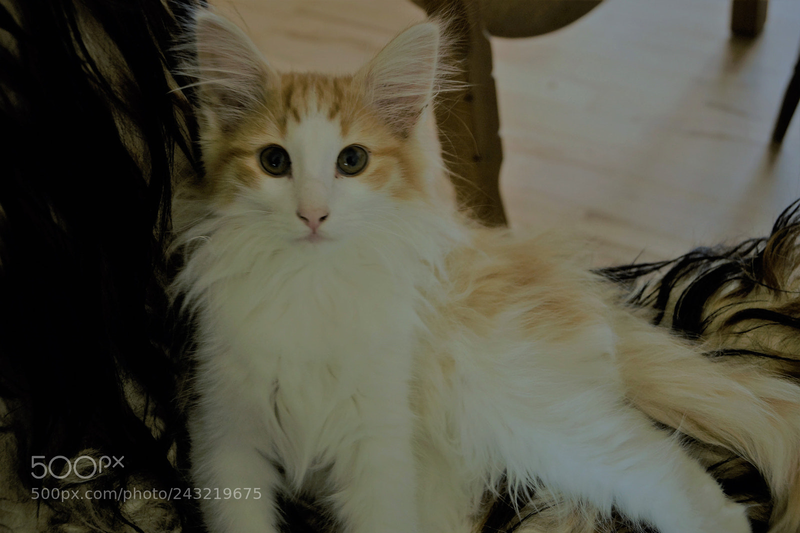 Sony SLT-A65 (SLT-A65V) sample photo. Kitty #3 photography
