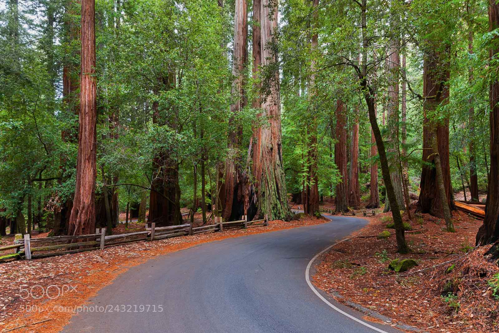 Nikon D3X sample photo. A road runs through photography