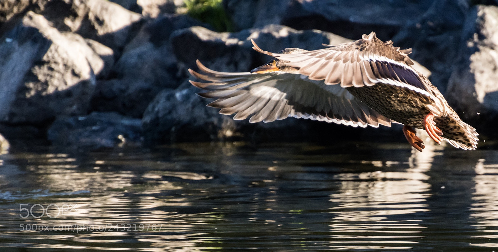 Nikon D500 sample photo. Guardian of the ark photography