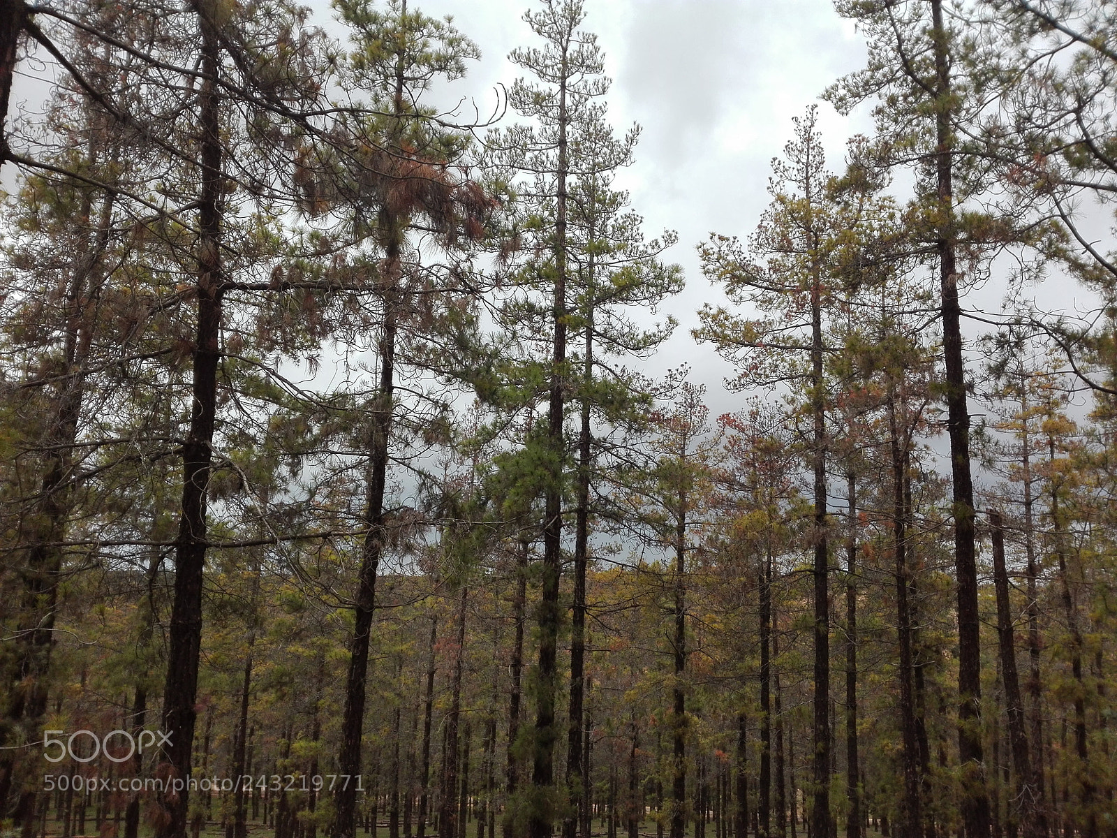 HUAWEI P8 Lite sample photo. Forest photography