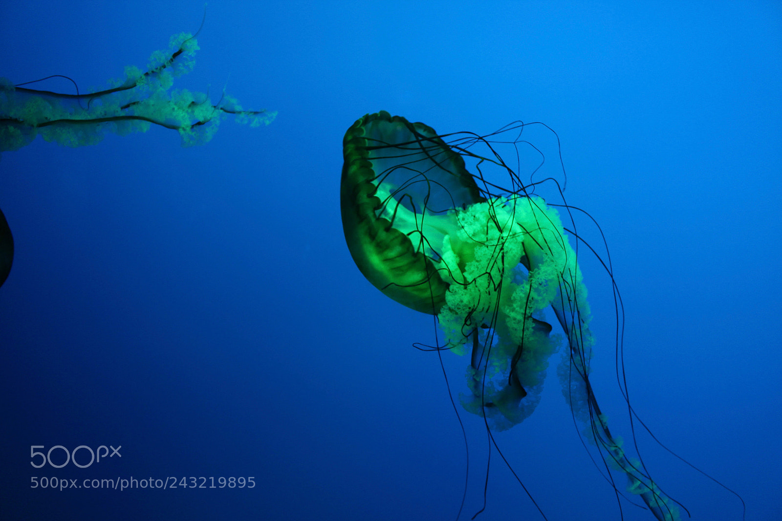 Canon EOS 700D (EOS Rebel T5i / EOS Kiss X7i) sample photo. Floating blue photography