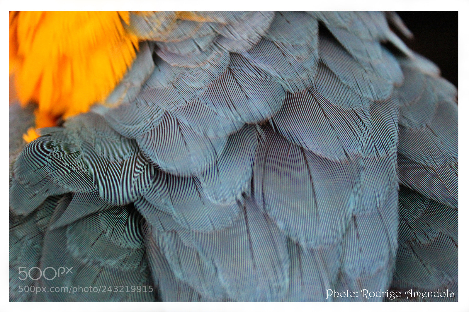 Canon EOS 600D (Rebel EOS T3i / EOS Kiss X5) sample photo. Birds of brazil photography