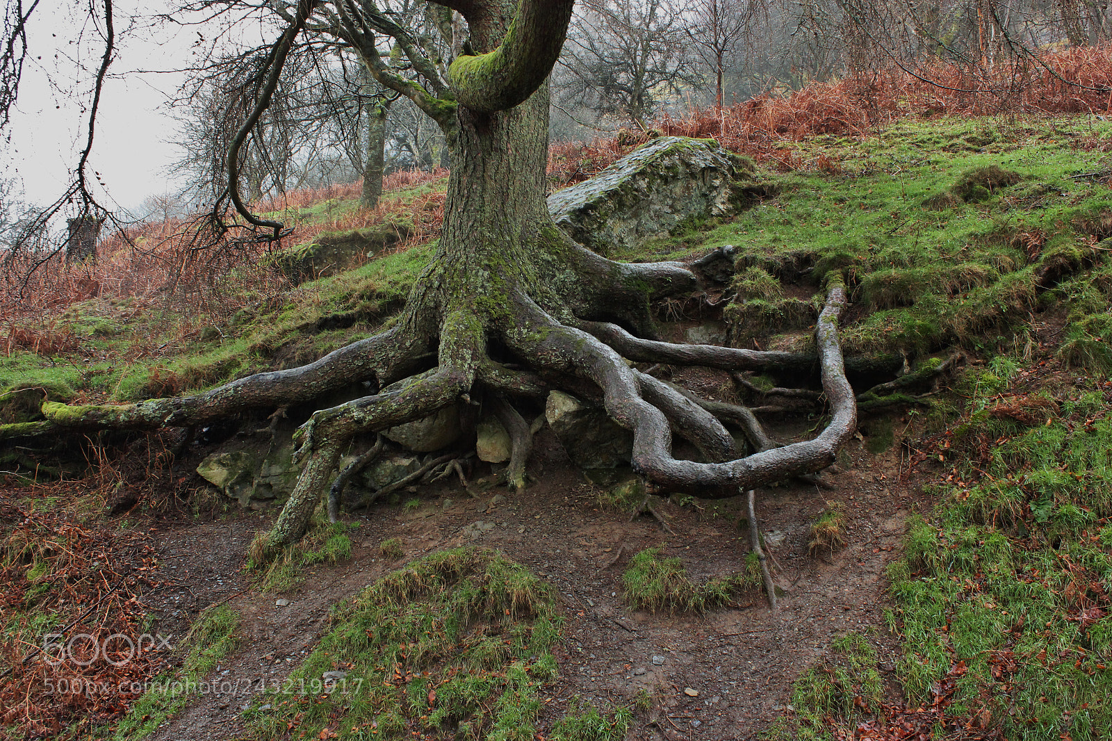 Canon EOS 550D (EOS Rebel T2i / EOS Kiss X4) sample photo. Roots of life photography