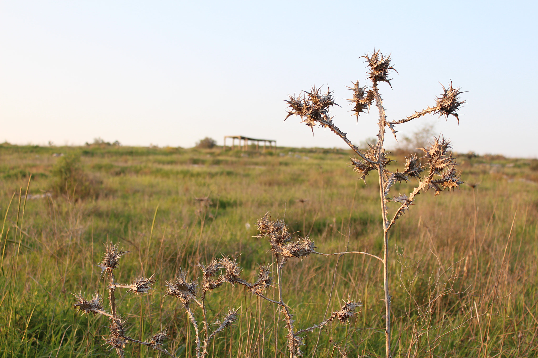 Canon EOS 650D (EOS Rebel T4i / EOS Kiss X6i) sample photo. Img photography