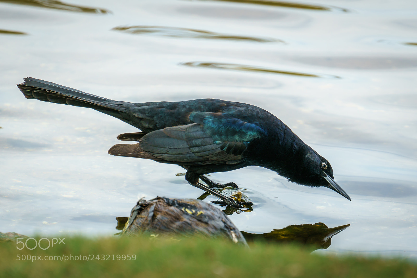 Sony a7R II sample photo. American crow photography