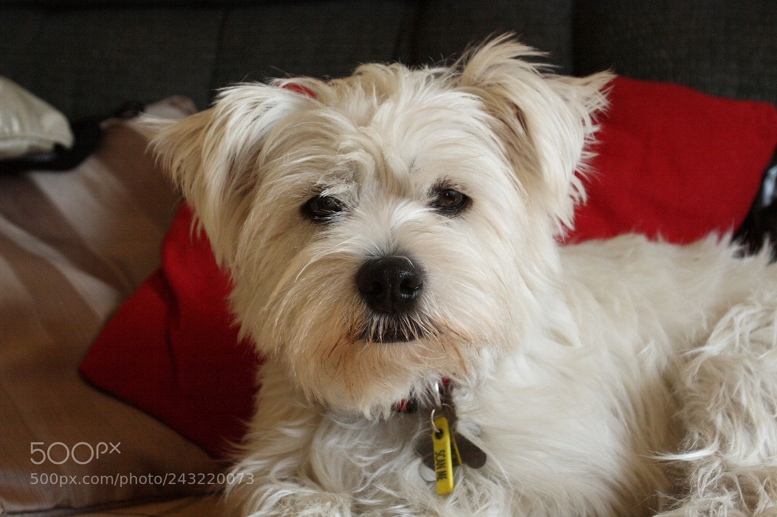 Canon EOS 30D sample photo. Mollie photography