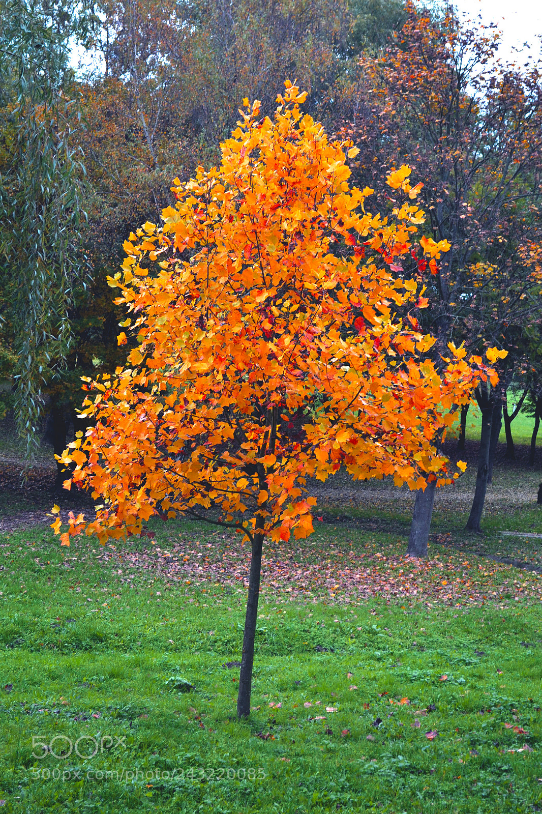 Nikon D3100 sample photo. Single tree photography