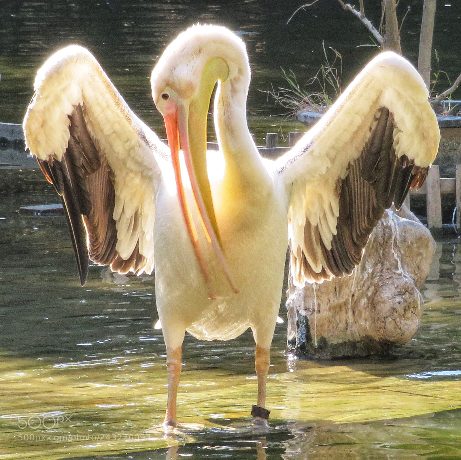 Canon PowerShot SX720 HS sample photo. Pelican preening photography