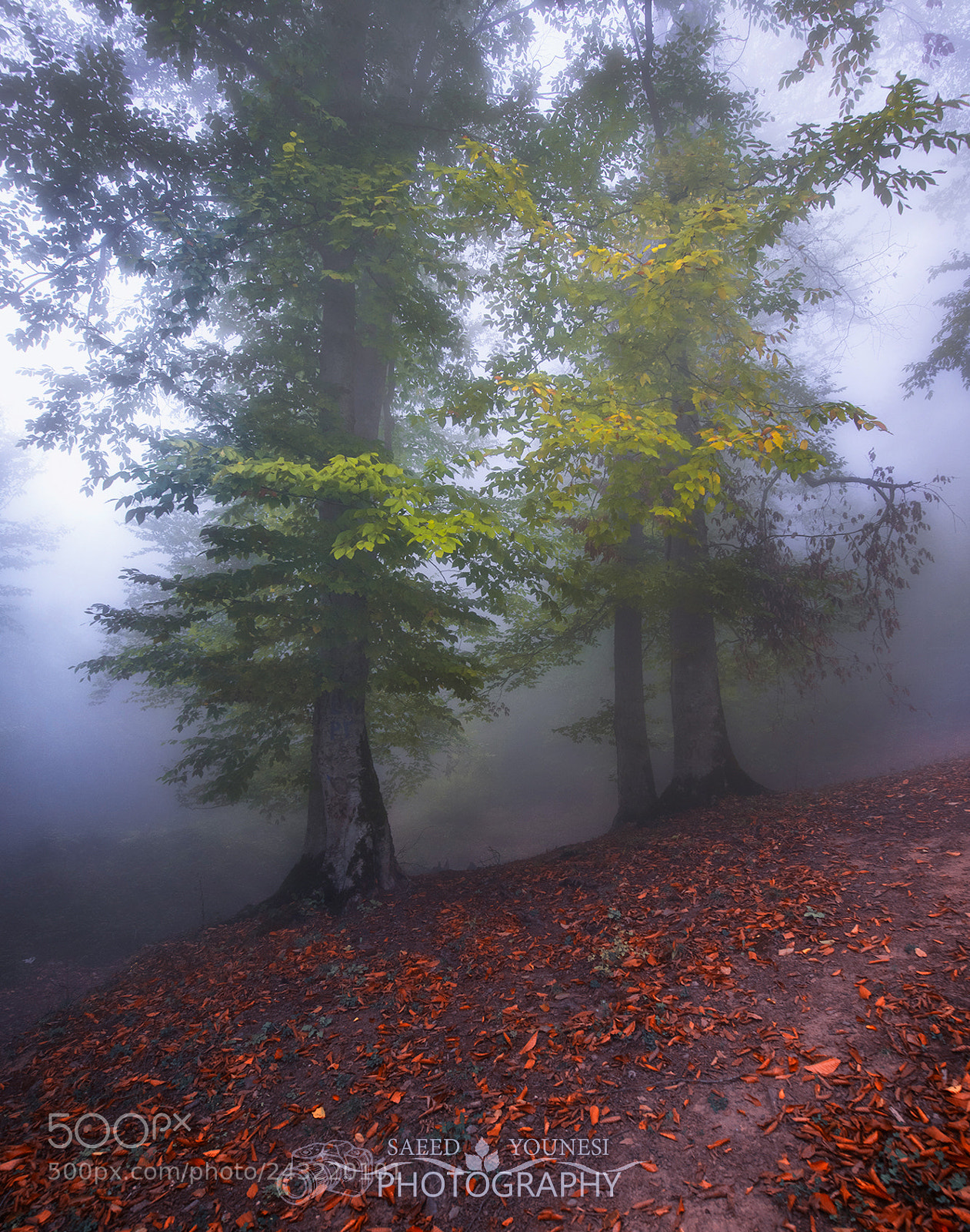 Nikon D810 sample photo. Autumn photography