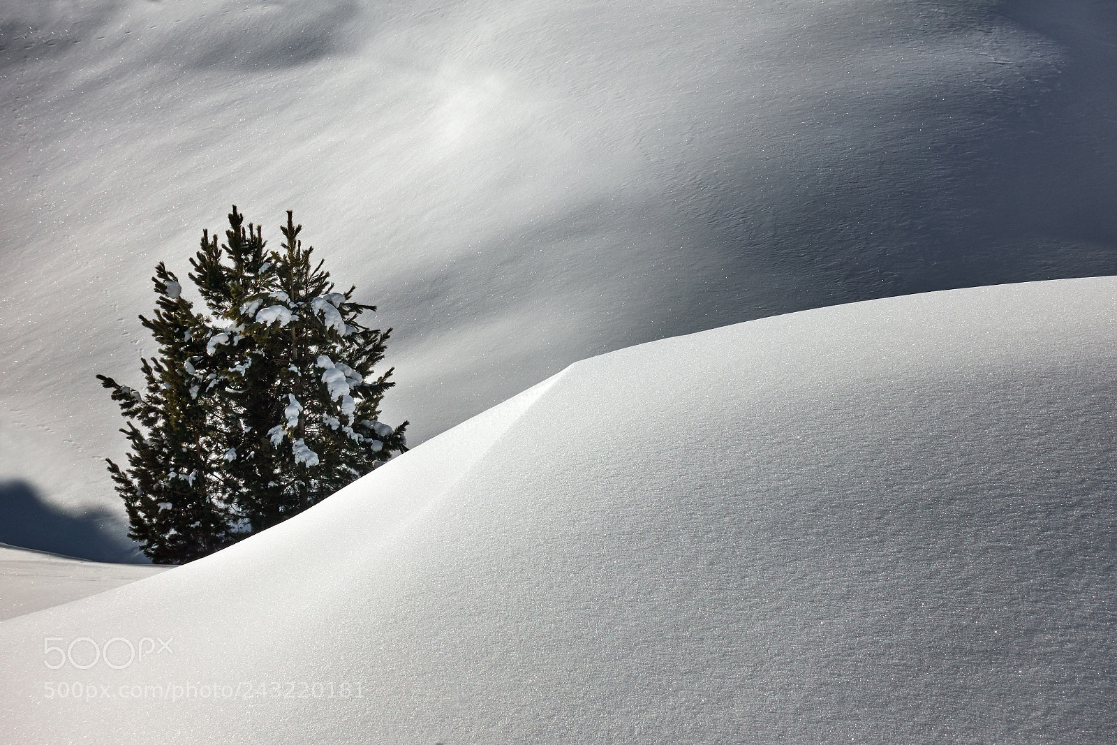 Sony DSC-RX100M5 sample photo. Hidden in snow photography