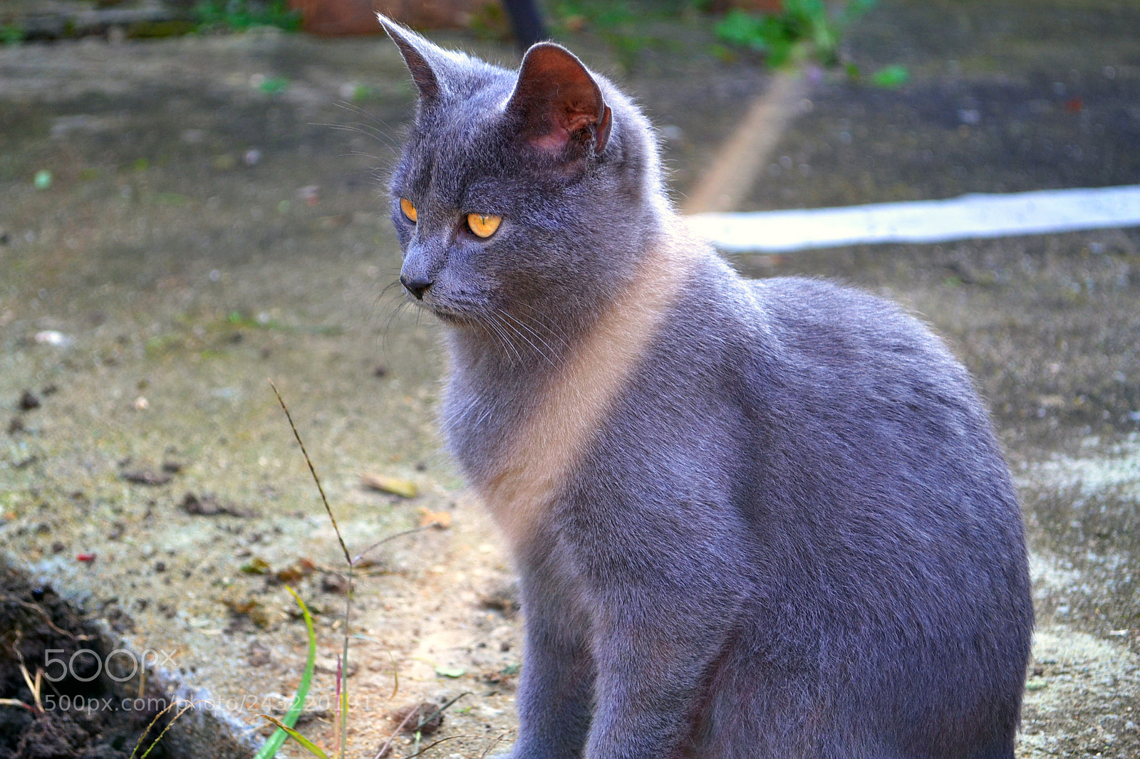 Nikon D3100 sample photo. Cat in sunshine photography