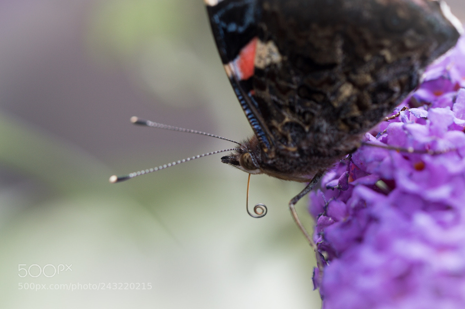 Nikon D3200 sample photo. Butterfly photography