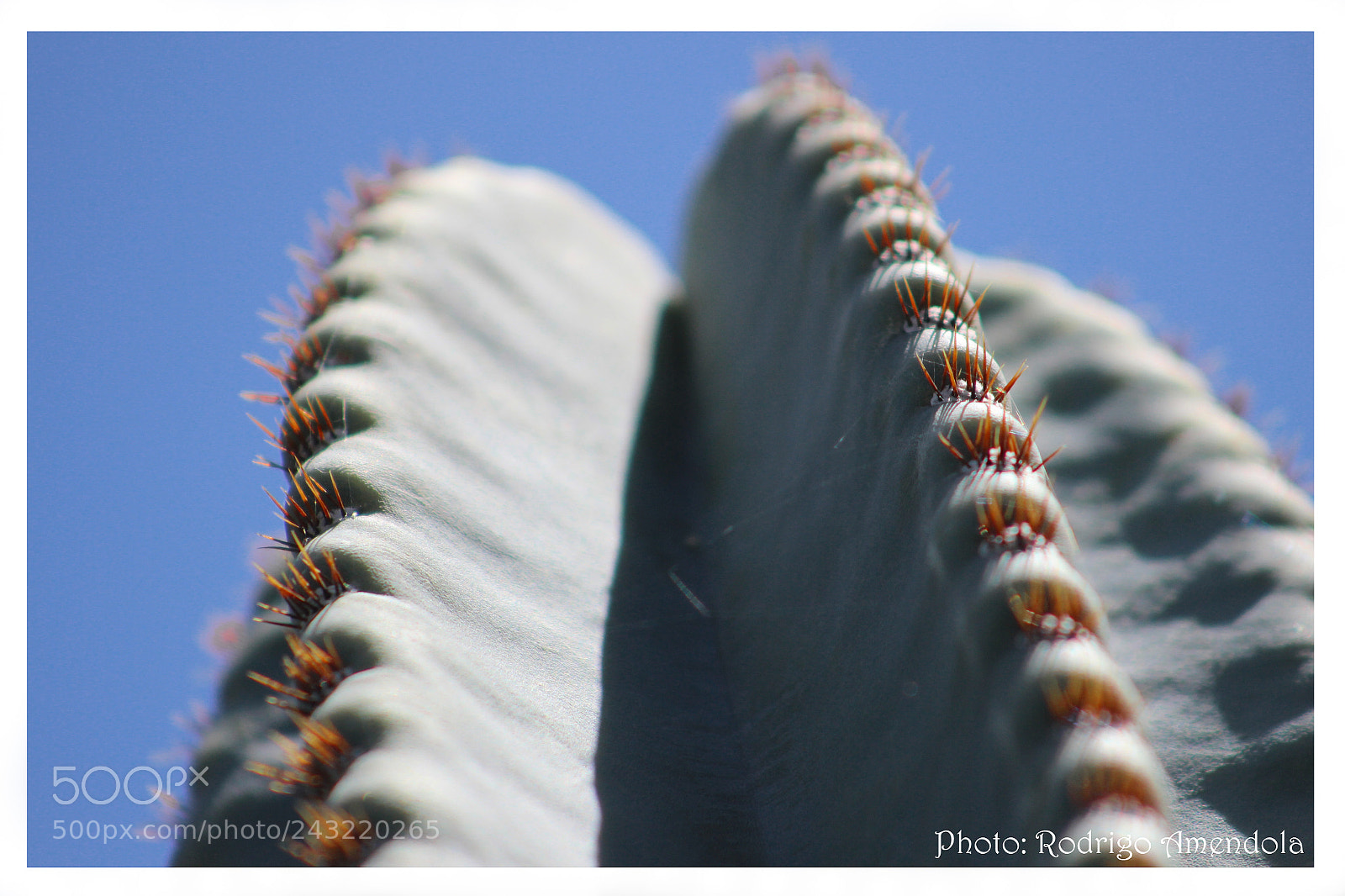 Canon EOS 600D (Rebel EOS T3i / EOS Kiss X5) sample photo. Cactus photography