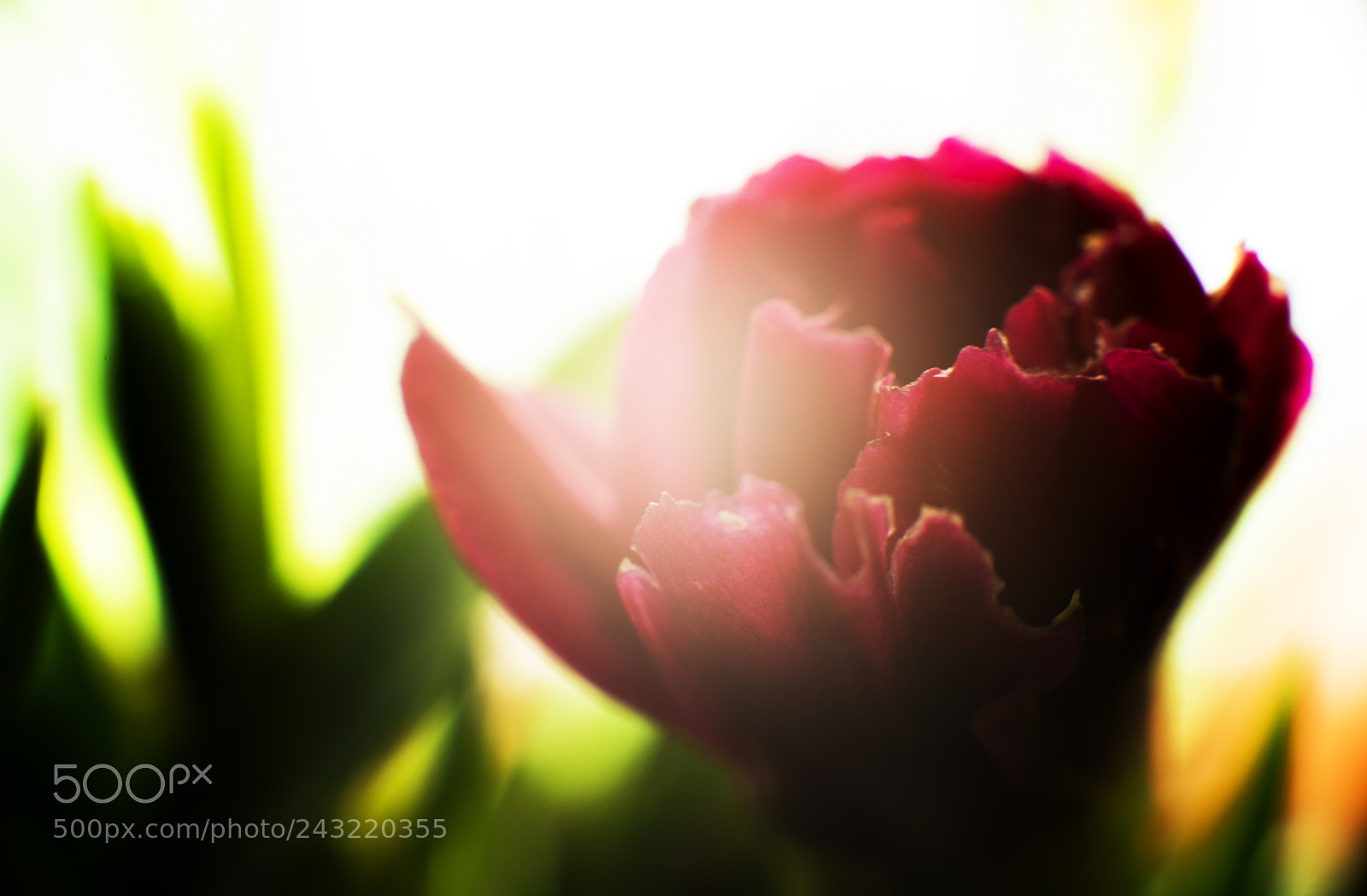 Nikon D800 sample photo. Super close up photography