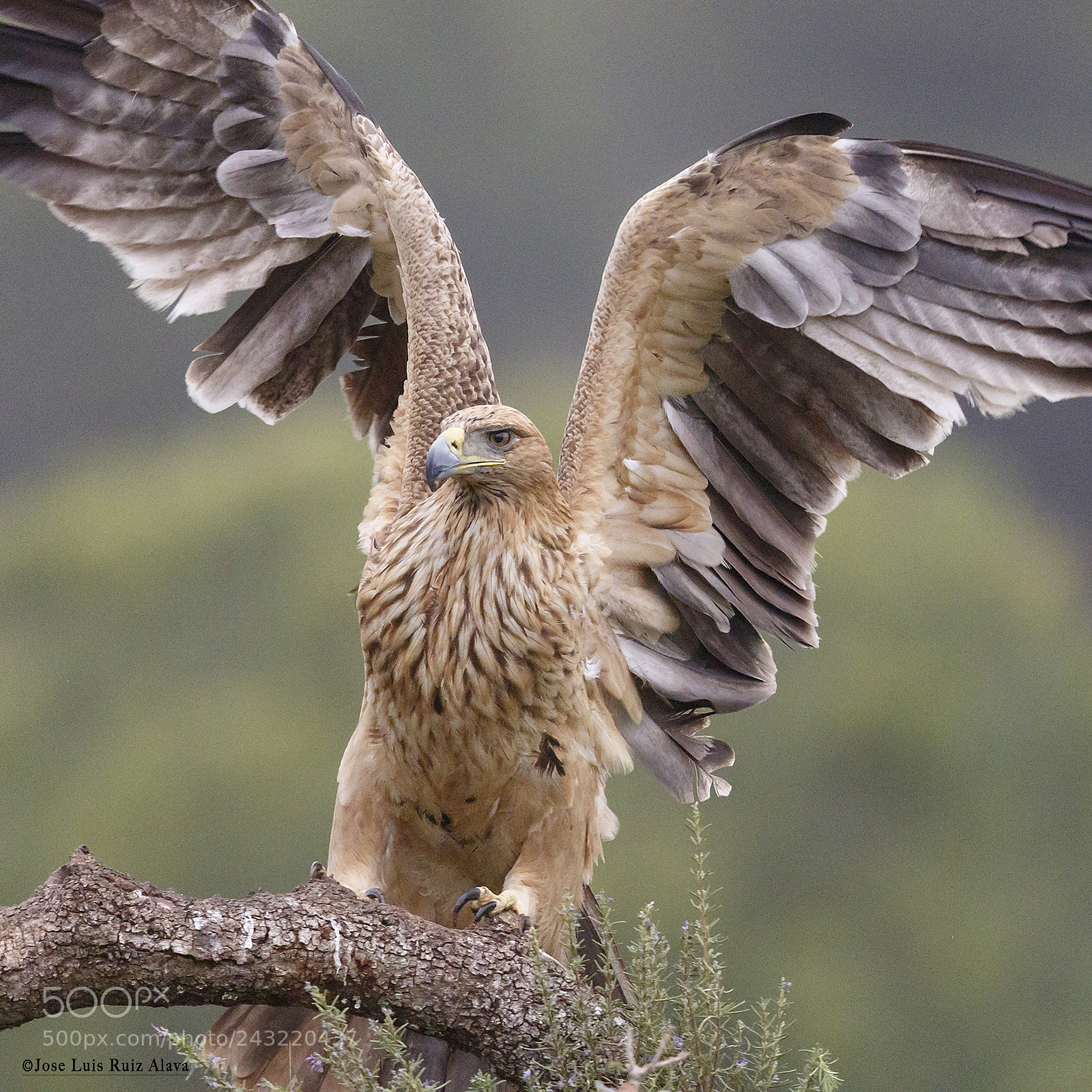 Canon EOS 7D Mark II sample photo. Aguila imperial iberica aquila photography