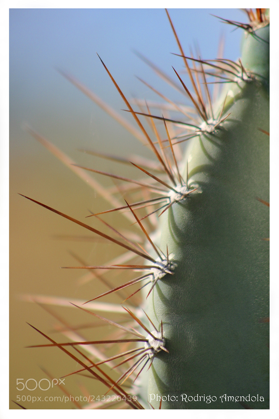 Canon EOS 600D (Rebel EOS T3i / EOS Kiss X5) sample photo. Cactus photography