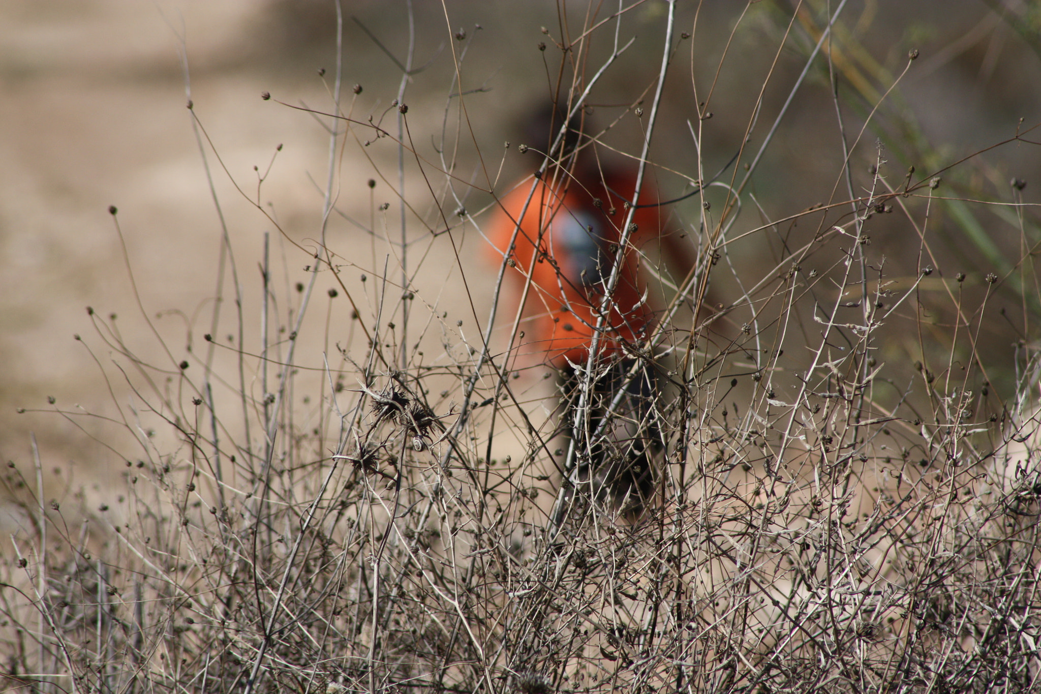 Canon EF 75-300mm f/4-5.6 USM sample photo. Img photography